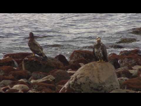 The Haida Gwaii Marine Plan