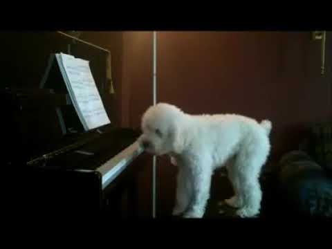 كلب يعزف و يغني 4