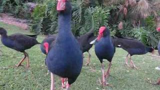 preview picture of video 'Feeding Pūkeko Birds'