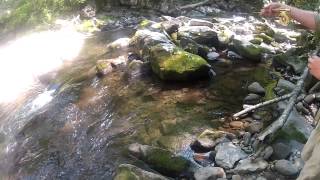 preview picture of video 'Fly Fishing in the Smoky Mountains in Tennessee'