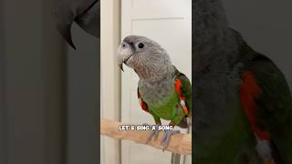 Let's Sing a Song Kody Cape Parrot