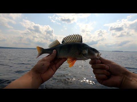 Ahven purulla - Karikolta kalastusta