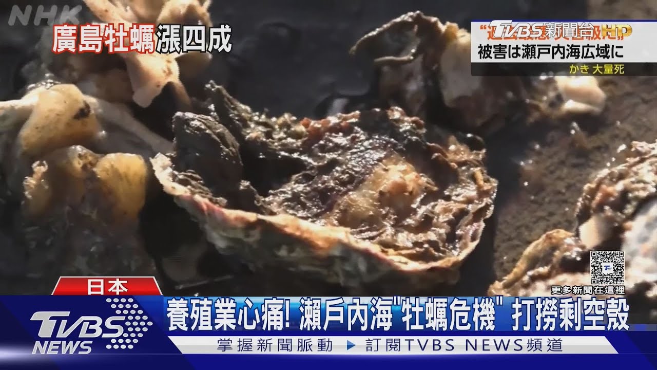 打撈剩空殼!日本陷「災害級」牡蠣荒 廣島產地9成死亡