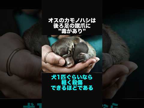 カモノハシについての好奇心