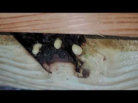 Cockroaches Hiding in a Hole in Beachwood, NJ