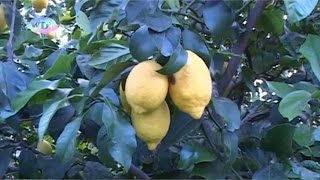preview picture of video 'Rocca Imperiale: il limone IGP simbolo della Calabria all'Expo'