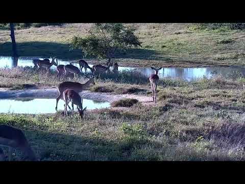 Djuma: Impalas, Wildebeest bull and Kudu bulls - 15:495 - 06/13/2022