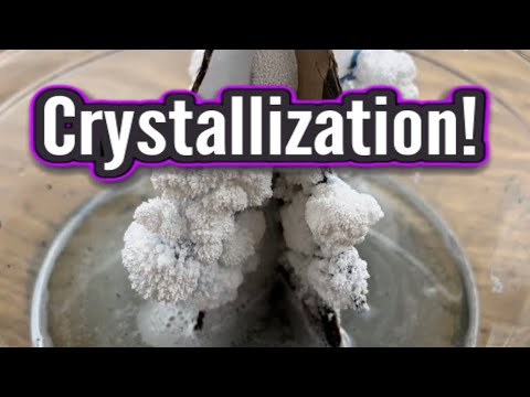 Growing Crystal Trees in RamZland!🌲 #STEM #Science #STEMEducation #RamZland