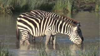 preview picture of video 'Rhino's, Elephants, Monkeys, Wildebeest plus more in Ngorongoro Crater'