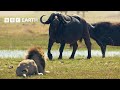 Lion Cubs Vs Buffalo Herd Will They Escape Big Cats 24 7 BBC Earth