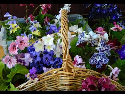 Why Suffer Mediocrity - Streptocarpus