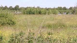 Geräusche im hohen Moor beim Spaziergang