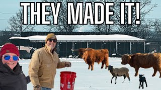 After the Snowstorm: How Our Ultimate Chicken Coop & Windbreaks Protected the Farm