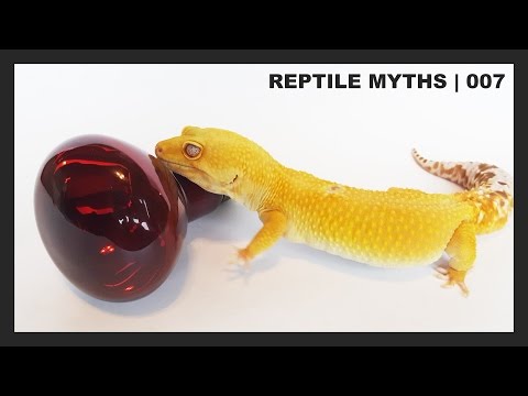 YouTube video about: Are red lights bad for leopard geckos?