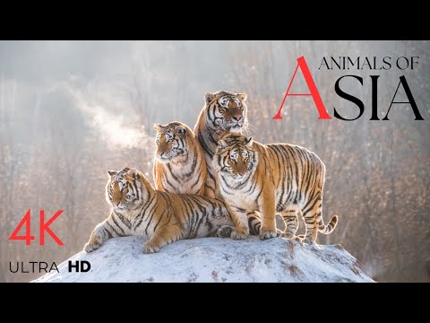 Wildlife of Asia 4K