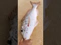 Bagong Huli Isda Snapperfish Shortsvideo Fyp