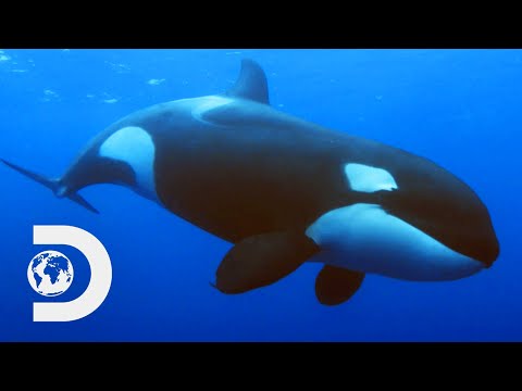 The Evolutionary History Of Whales | Modern Dinosaurs