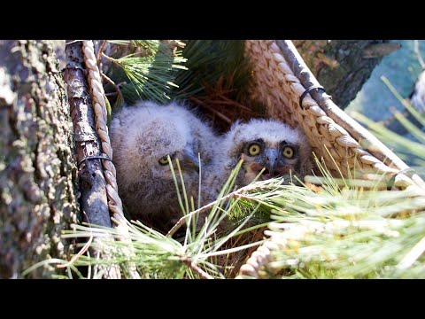 Great Horned Owlets Rescue & Renesting