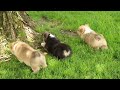 Welsh Corgi Pembroke dogs for sale: Honey - Video 1