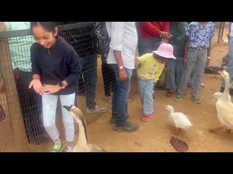 Our Magical Day with Birds & Animals