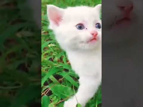 cat Crazy shots 🐱🐱