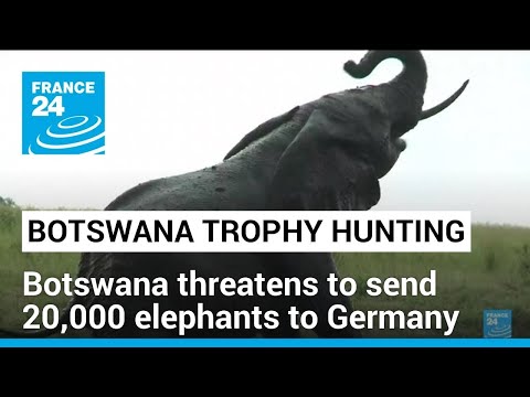 Botswana threatens to send 20,000 elephants to Germany • FRANCE 24 English