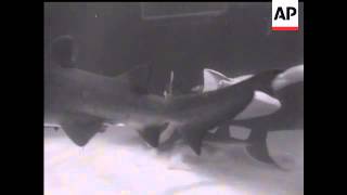 PLAYING WITH SHARKS - SOUND