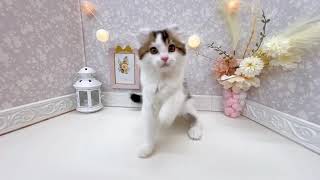 アメリカンカールの動画01