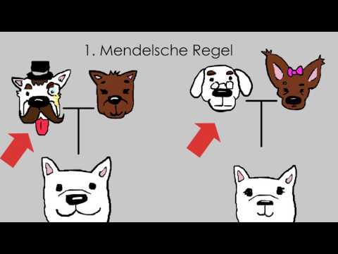 Grundlagen der Vererbung   1  und 2  Mendelsche Regel