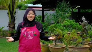 Download lagu Dragonfly The Champs Kulim 26032020 Y3 HMT Part 1 mp3