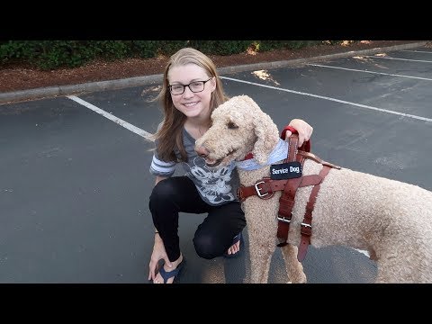 SERVICE DOG RETIREMENT | WHEN IS IT TIME?