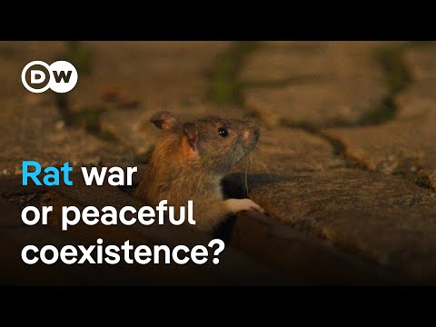 Urban rats - The unknown residents of the underworld | DW Documentary