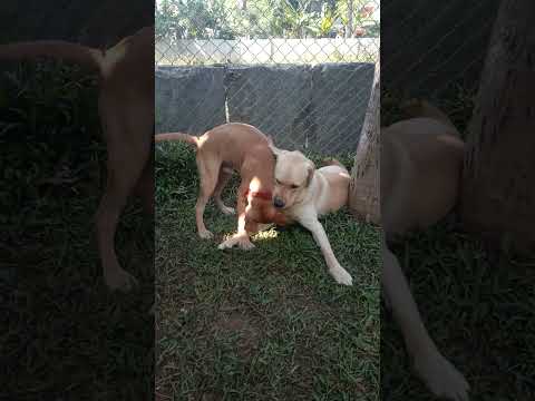 cute dog fight and barking sound..// eating fight two dogs..