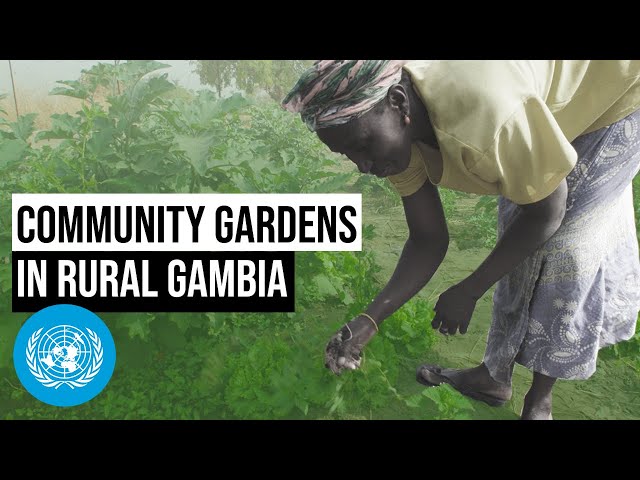 Community Gardens in Rural Gambia