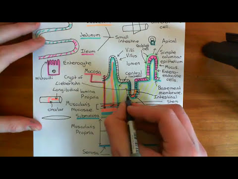 Intestinal Stem Cells Part 2
