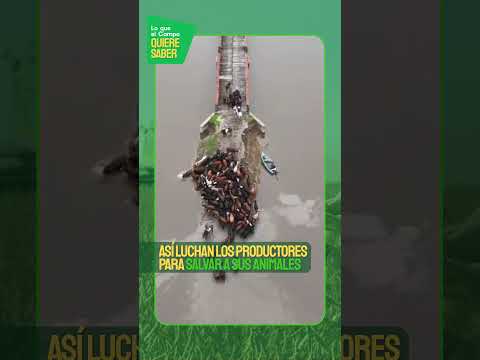 🌧️🐄 ALARMA EN EL NORTE DE SANTA FE POR INUNDACIONES