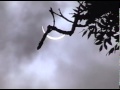 Solar Eclipse August 8 1999