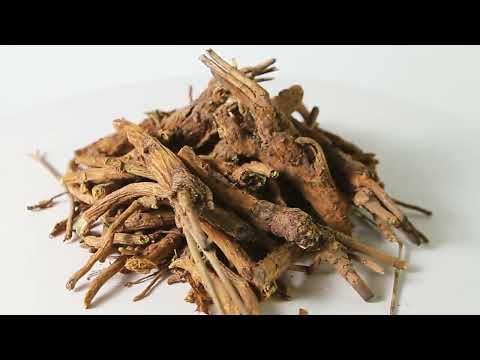 Шлемник байкальский