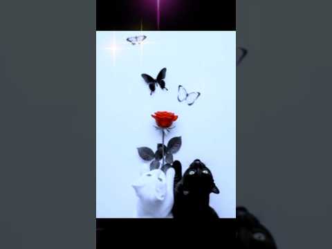 Aventuras yasna 😺💥❤️🙋🏼‍♀️ #kpop #yasnerinelizarraga #Madrid# #GatesOfOlympus1000 #gatos #funnyvideos