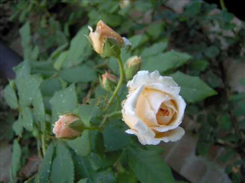 Napoléon Coste - La Romanesca op.19