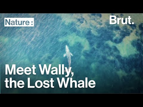 1st YouTube video about are there whales in the mediterranean sea
