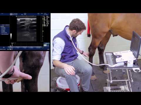 IMV imaging Ultrasonography of the Distal Limb video 13 - The proximal metatarsus