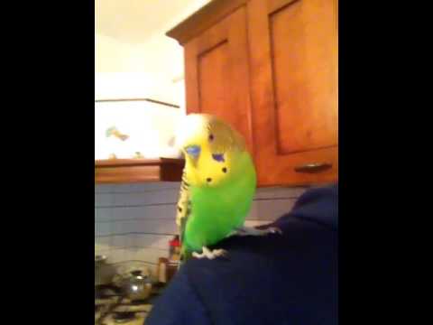 Cocorito chloe chiacchiera e canta