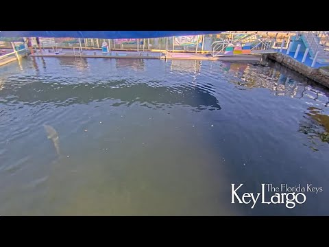Dolphin Live WebCam - Key Largo, Florida Keys