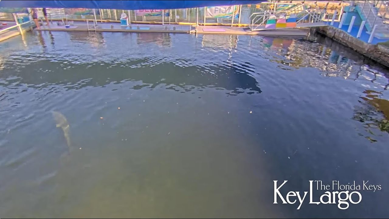 Live webcam view of Cámara en vivo de delfines