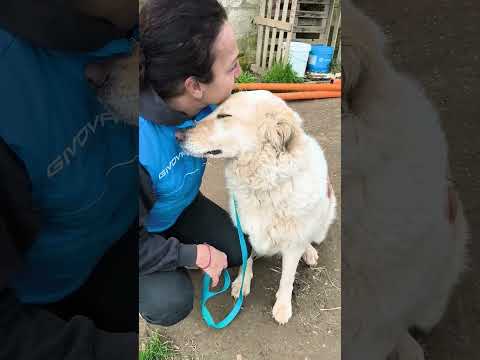 Regalo Chloe cerca nuovamente casa