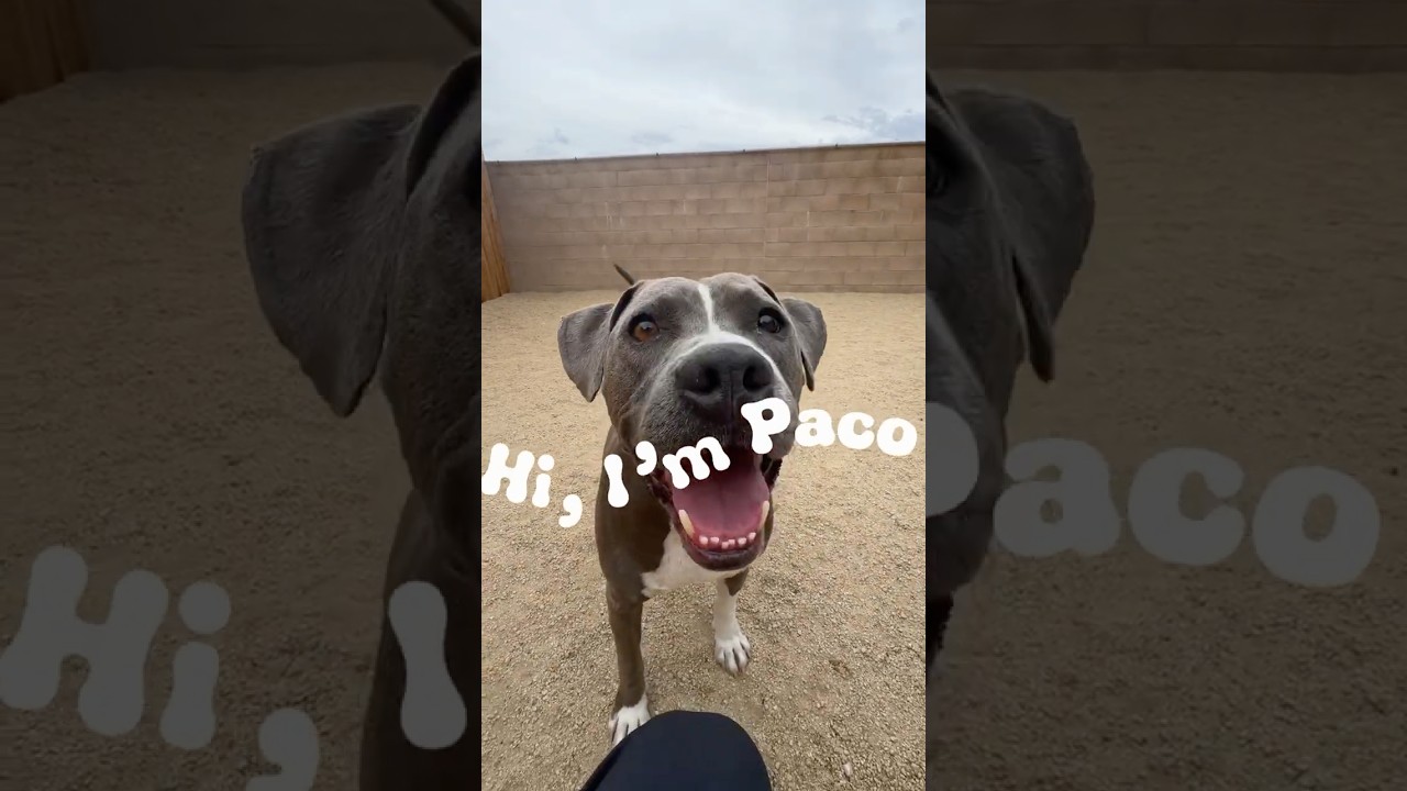 Paco, a Adoptable mixed breed in Reno, NV video 6/6