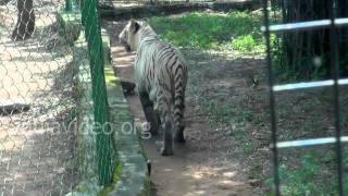 White Tiger at Bannerghatta National Park, Bengaluru 