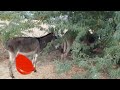 Donkey Mating In Jungle Animals Farmanimal Donkey