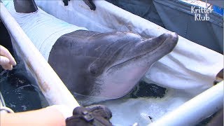 Dolphins Released To The Sea But Can&#39;t Leave The Zookeeper | Kritter Klub